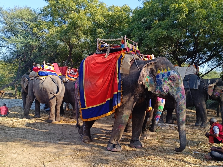 हाथी गांव